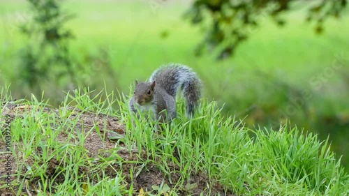 close-up of a feeding grey squirrel (Sciurus carolinensis) amongst vibrant green grass  photo