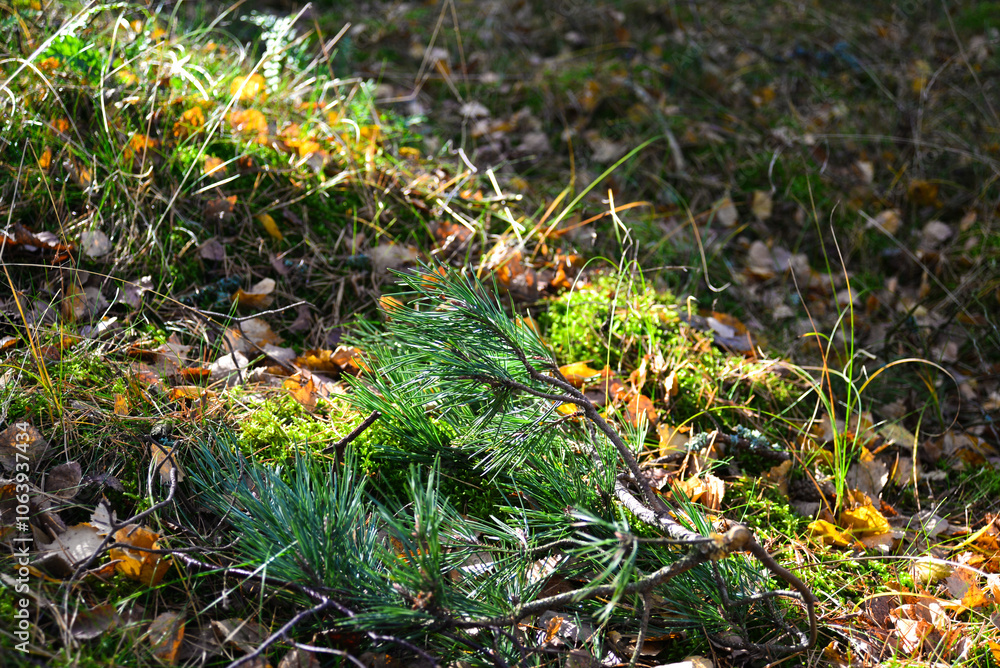 a forest with a tree and a few small yellow leaves a forest with a tree and a few small yellow leaves