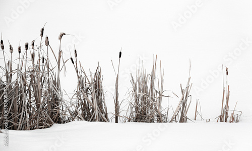 Wallpaper Mural winter cattails  Torontodigital.ca