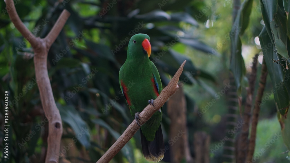 Obraz premium Portrait of the Maluku parrot or Eclectus roratus at Gembirolaka Safari Park, Jogja