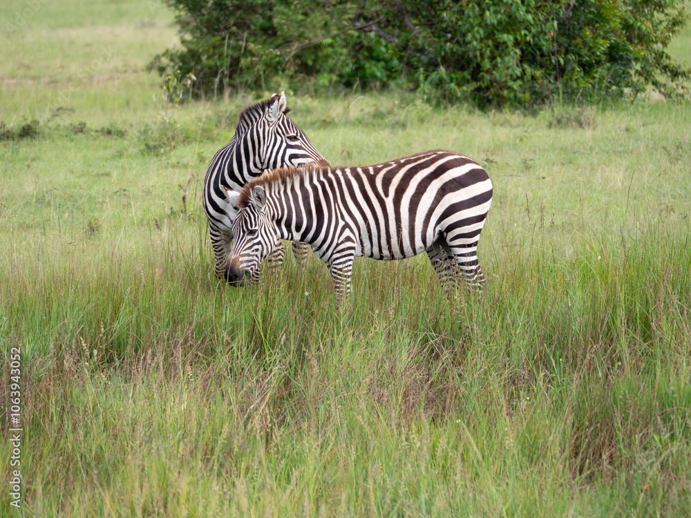 Two zebra standing together in a grass field. Two zebra standing together in a grass field.