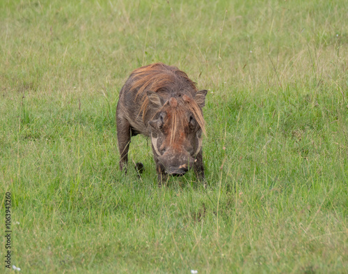 A warthog standing in a grass field with tusks and long hair photo