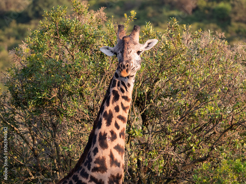 Photography A close up of a giraffe head from the neck up.