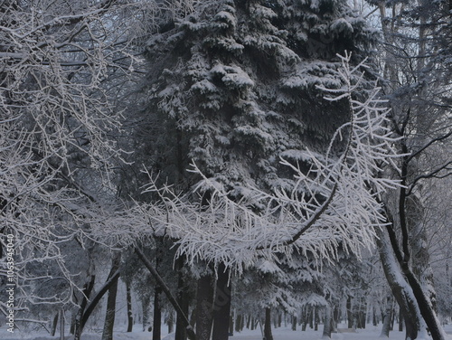 Snowstorm in the forest, winter landscape. Heavy snowfall in the city park. Winter landscape - a snow-covered park with beautiful trees, covered with hoarfrost