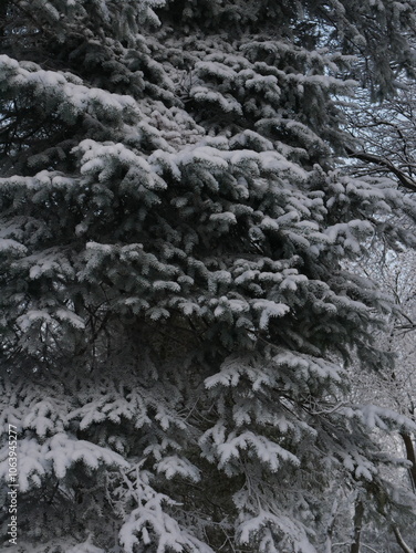 Snowstorm in the forest, winter landscape. Heavy snowfall in the city park. Winter landscape - a snow-covered park with beautiful trees, covered with hoarfrost
