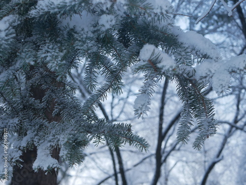 Snowstorm in the forest, winter landscape. Heavy snowfall in the city park. Winter landscape - a snow-covered park with beautiful trees, covered with hoarfrost