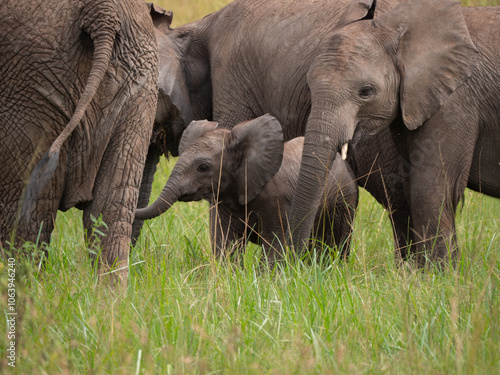 Photography A baby elephant surrounded by adult elephants in a grass field.
