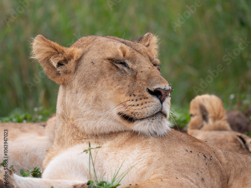 A lioness taking an afternoon nap in the sun with eyes closed