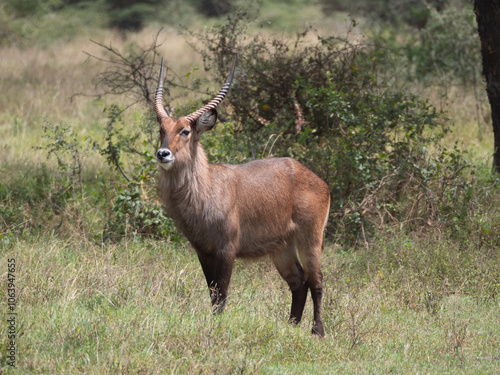 Canvas Print A waterbuck antelope standing in a grass field.
