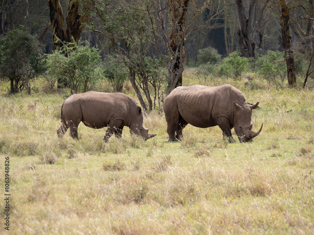 Two white rhinos in grazing together in a field. Two white rhinos in grazing together in a field.