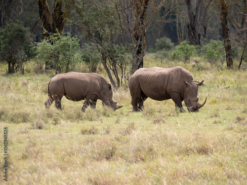 Two white rhinos in grazing together in a field.