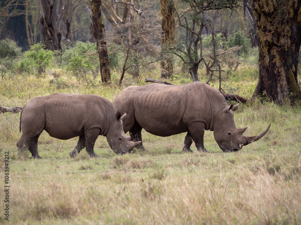 Two white rhino grazing in an open grass field. Two white rhino grazing in an open grass field.