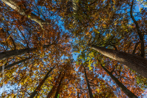 Wallpaper Mural looking up at the trees spring grove cemetery Torontodigital.ca