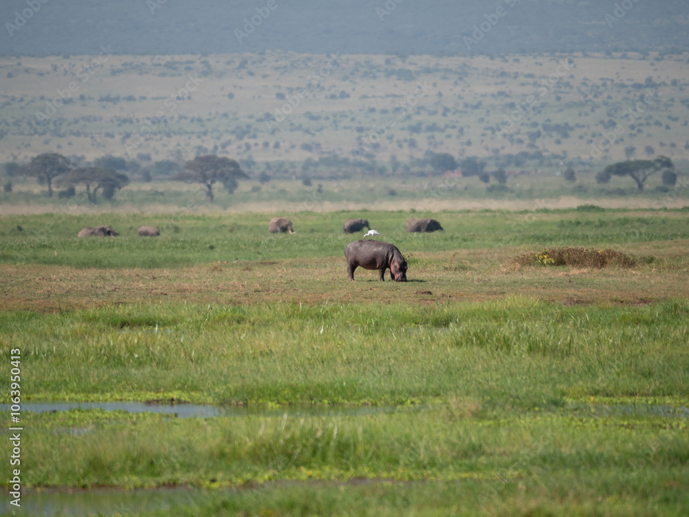 A hippo with a bird on its back in a field with elephants in the distance. A hippo with a bird on its back in a field with elephants in the distance.