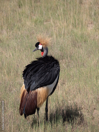 A black crowned crane standing in a grass field. 