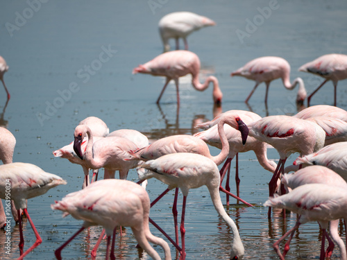 A group of pink greater flamingos in Lake Nakuru national park in Kenya, Africa. 