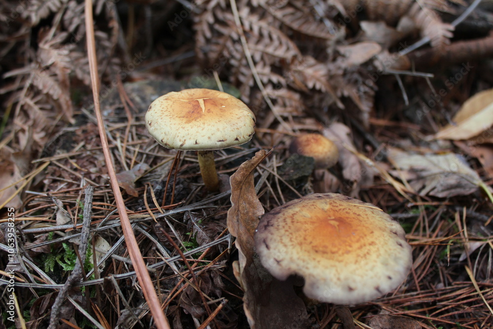 Autumn mushrooms in the forest Autumn mushrooms in the forest