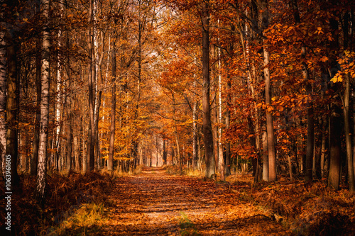 Fototapeta Naklejka Na Ścianę i Meble -  Las