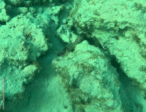 Spotted moray or speckled moray in caribbean sea floor, undersea photo of gymnothorax moringa. spotted eel, marine fauna photo