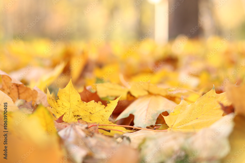 Many autumn fallen leaves on the meadow. Fallen autumn leaves, yellow leaves on a sunny day. Nature background. Fallen yellow leaves on the ground, selective focus. Autumn background Many autumn fallen leaves on the meadow. Fallen autumn leaves, yellow leaves on a sunny day. Nature background. Fallen yellow leaves on the ground, selective focus. Autumn background