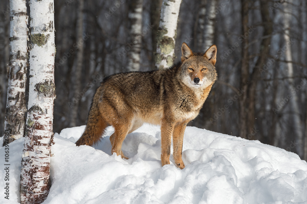 Coyote (Canis latrans) Looks Out From Within Birch Forest Winter Coyote (Canis latrans) Looks Out From Within Birch Forest Winter