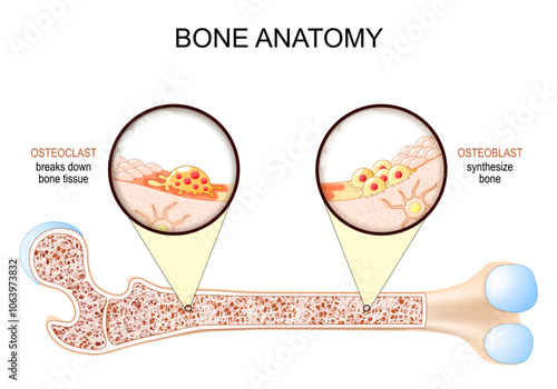Bone anatomy. Close-up of Osteoclast, Osteoblast, and Osteocyte.