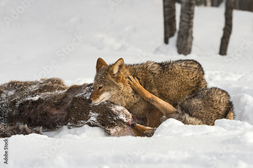 Coyote (Canis latrans) Paws at Packmate at White-Tail Deer Carcass Winter