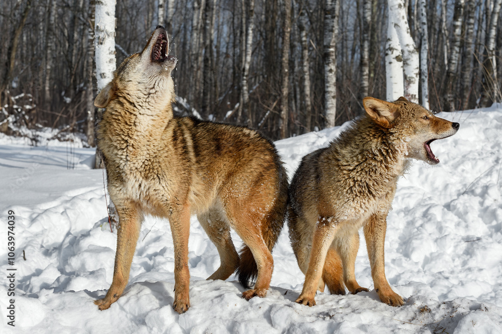 Pair of Coyotes (Canis latrans) Howl Together Winter