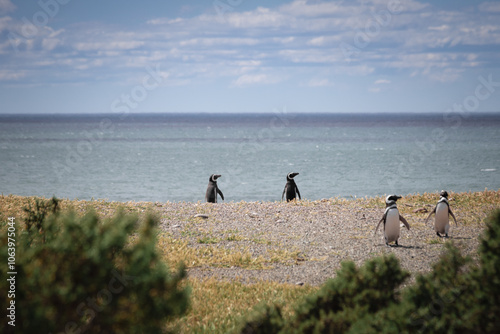 Pingüino de Magallanes photo