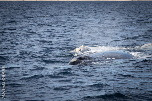 Avistamiento de Ballena Franca en Puerto Madryn photo