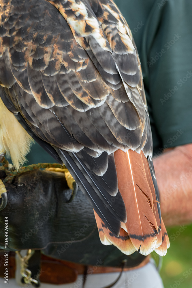 Handler Shows Off Red-Tailed Hawk (Buteo jamaicensis) Tail Feathers