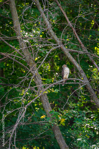 Obraz na płótnie Juvenile Red-Tailed Hawk (Buteo jamaicensis) Looks Left From Branch Perch w salonie