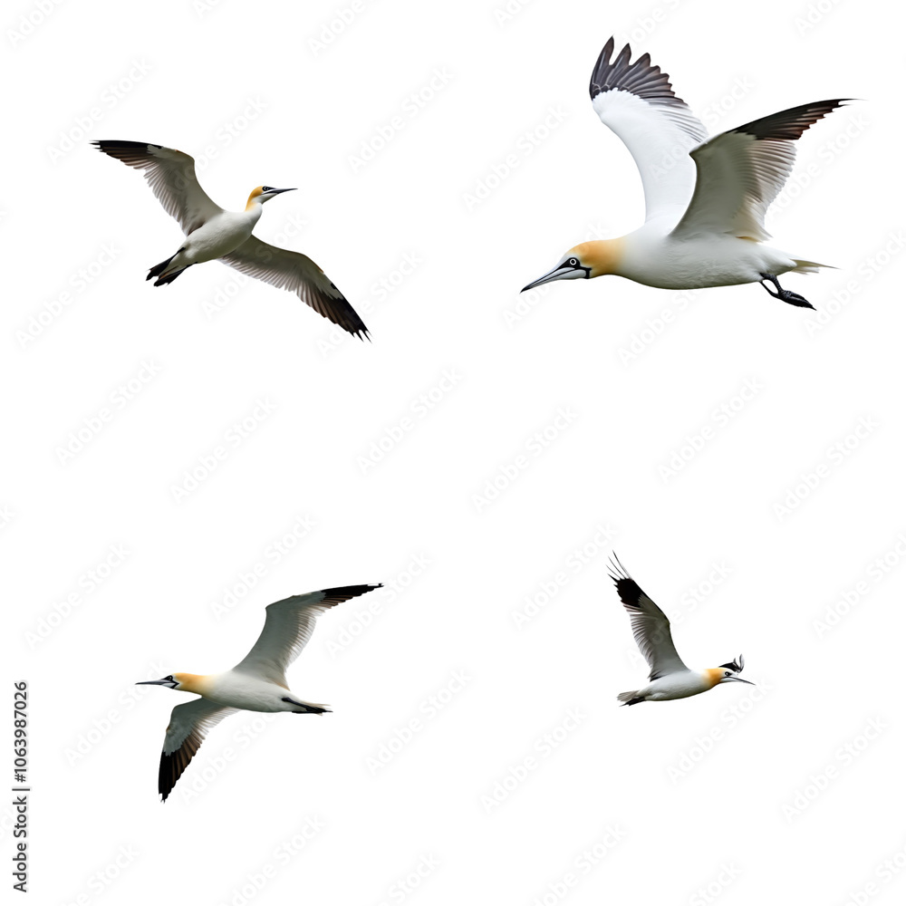 Obraz premium Seagulls in flight on isolated transparent background. Northern Gannet, flying birds, various stages, takeoff, mid-air, wings spread, tail feathers fanned out, white bodies, sky. Alpha mask cut out.