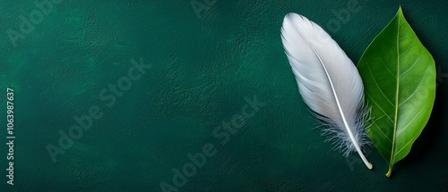  A white feather against a green backdrop of leaves ..Or, for a more concise version:..White feather on green foli photo