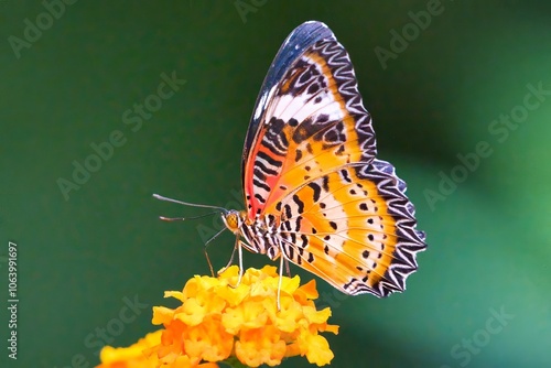 Schmetterling photo