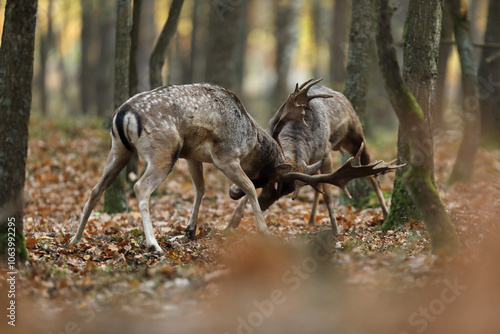 Fototapeta Naklejka Na Ścianę i Meble -  Daniel