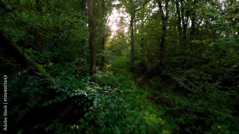 Beautiful forests woodland Aerial drone sunset in the woodland forest deciduous Alpine nature