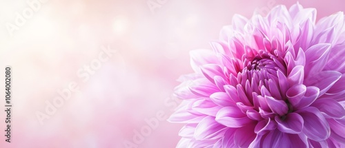 A close up of a purple flower on a pink background