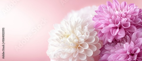 A bunch of white and pink flowers on a pink background