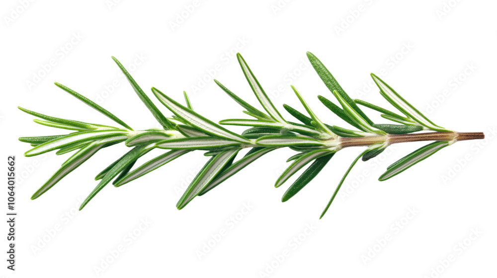 Rosemary sprig on alpha background. Single stem, green leaves, stems in fan-like pattern. Central position, leaves extending outwards, slightly curled. Fresh, green, organic herb, isolated, close-up. Rosemary sprig on alpha background. Single stem, green leaves, stems in fan-like pattern. Central position, leaves extending outwards, slightly curled. Fresh, green, organic herb, isolated, close-up.