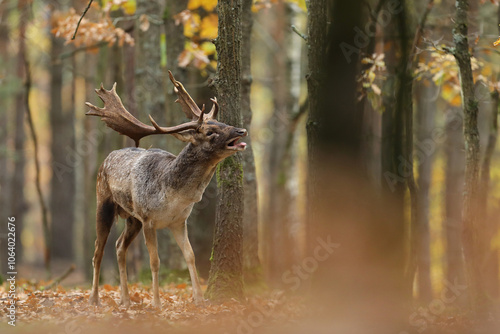 Fototapeta Naklejka Na Ścianę i Meble -  Daniel