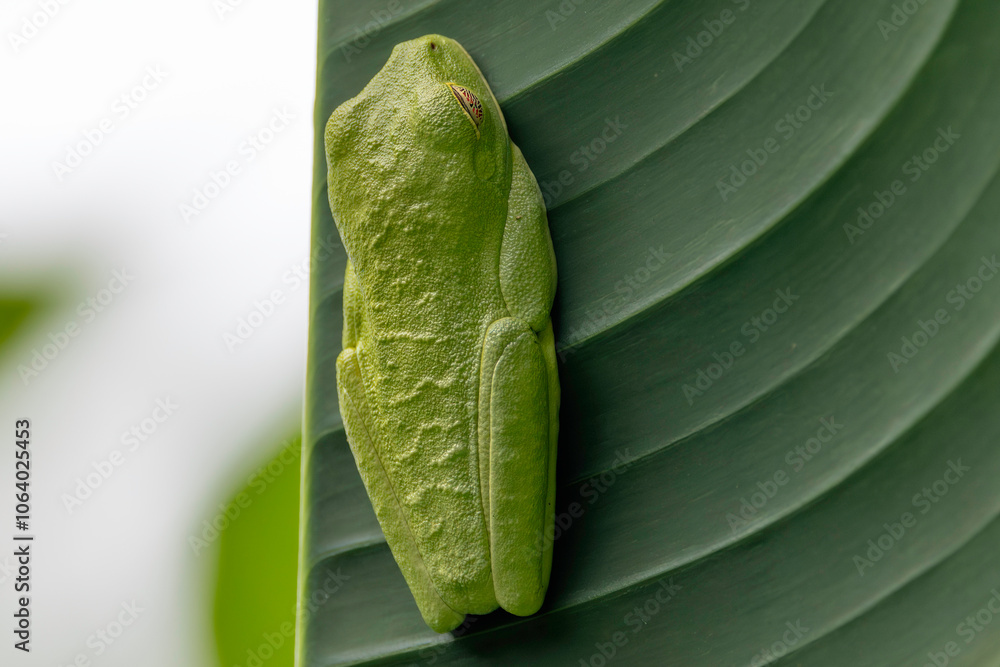 Sleeping the day away on the underside of a leaf red-eyed tree frog (Agalychnis callidryas, commonly known as the red-eyed leaf frog), Costa Rica, Sarapiqui region. Selective focus on frog's eyes