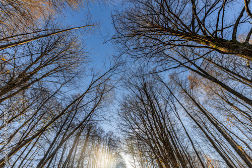 Wallpaper Mural Upward perspective of tall trees in a forest, some with moss-covered trunks and sparse yellow autumn leaves. The scene is set against a clear blue sky. Torontodigital.ca