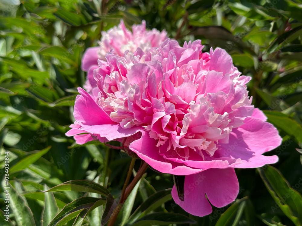 Peony pink flower beautiful bloom Peony pink flower beautiful bloom