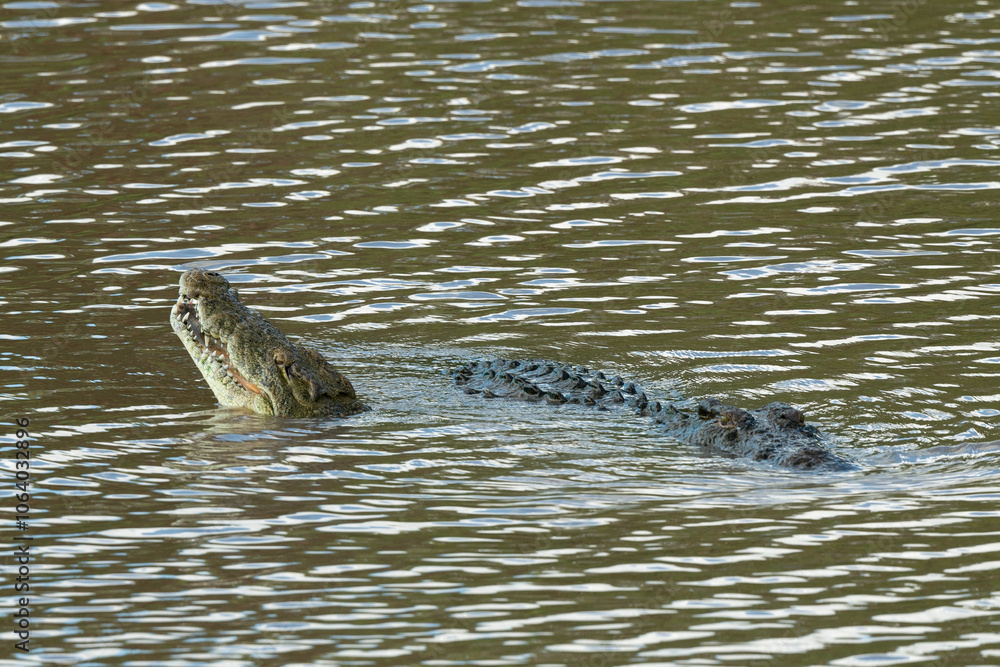 Crocodile du Nil , Crocodylus niloticus, Afrique du Sud Crocodile du Nil , Crocodylus niloticus, Afrique du Sud