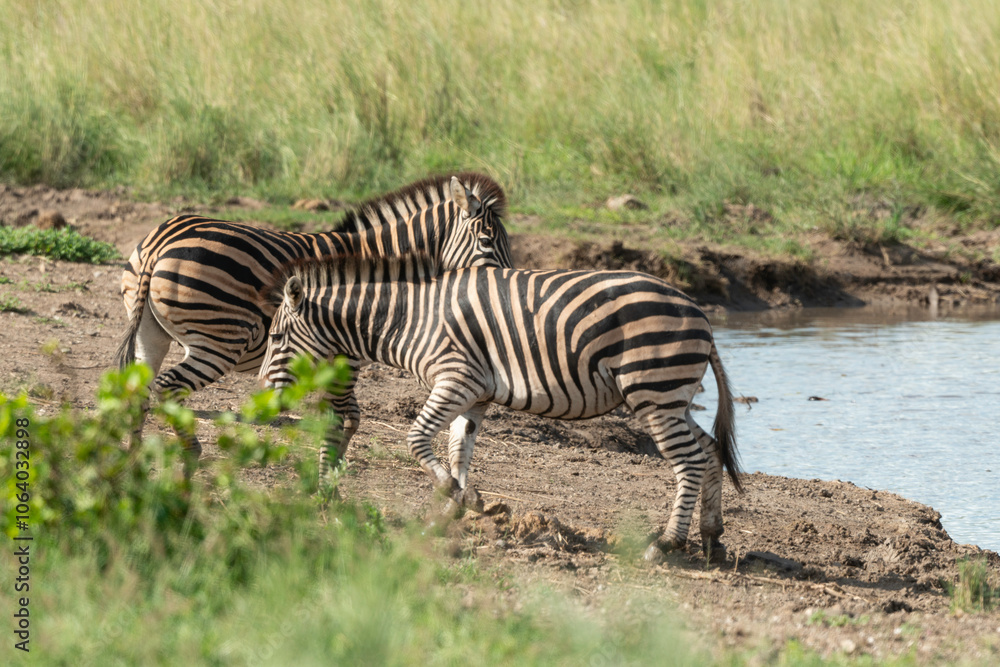 Zèbre de Burchell,.Equus quagga burchelli, Parc national Kruger, Afrique du Sud Zèbre de Burchell,.Equus quagga burchelli, Parc national Kruger, Afrique du Sud