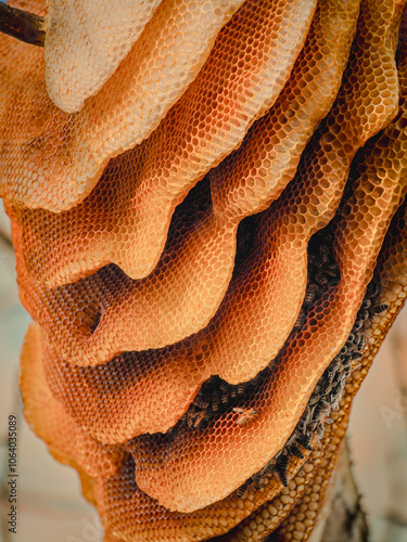 A huge natural beehive. The bees built a natural beehive on a tree. Many bees are nesting in the hive. A natural beehive.