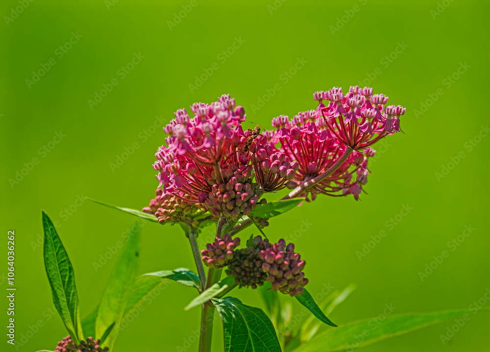 Swamp Milkweed in Bloom
