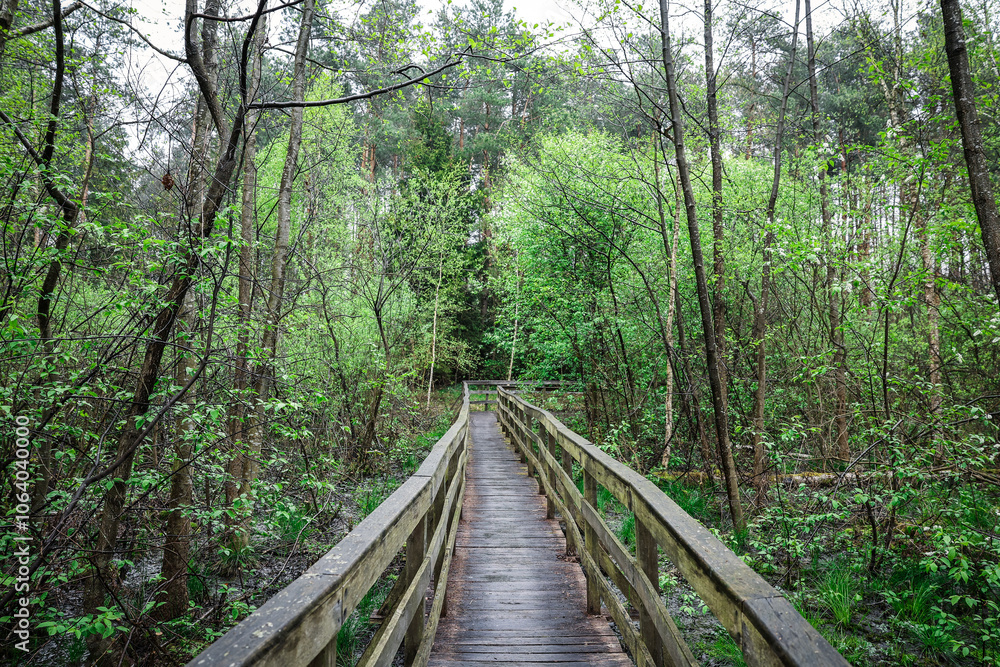 Fototapeta premium wooden bridge in the forest