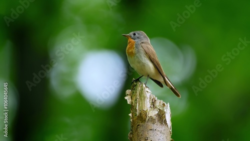 Red Breasted Flycatcher Bird Tree Natural Habitat